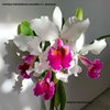 Cattleya Fabia(labiata semialba x C. dowiana)